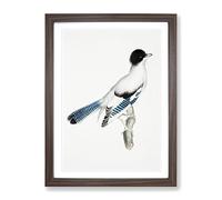 Almorah Jay By John Edward Gray Vintage Framed Print | A4 Walnut Framed Wall Art | Ready to Hang | Classic Nature Picture | Living Room Bedroom Lounge Office