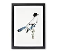 Almorah Jay By John Edward Gray Vintage Framed Wall Art Print, Ready to Hang Picture for Living Room Bedroom Home Office Décor, Black A3 (34 x 46 cm)