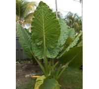 Alocasia Borneo King Plug Plant Taro Plant