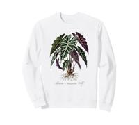 Alocasia Polly plant illustration Sweatshirt