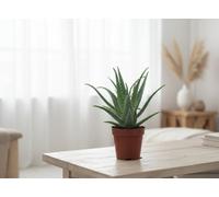 Aloe Arborescens Pot Size 12 Cm Height 20 Tree Indoor Houseplant