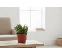 Aloe Haworthia Mixed Pot Size 10.5 Cm Height 15 Aloe-Haworthia Mix Indoor Houseplant