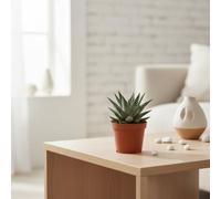 Aloe - Haworthia Mixed Pot Size 10.5 Cm Height 15 And Mix Indoor Houseplant
