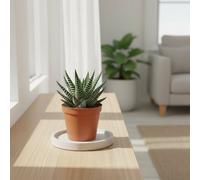 Aloe - Haworthia Mixed Pot Size 8.5 Cm Height 12.5 And Mix Indoor Houseplant