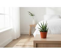 Aloe Jaco Pot Size 8.5 Cm Height 15 Indoor Houseplant