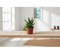 Aloe Mitriformis Pot Size 10.5 Cm Height 20 Mitre Indoor Houseplant