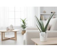Aloe Vera Ceramic Juliette Pot Size 12 Cm Height 40 Indoor Houseplant