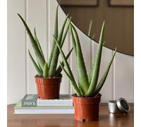 Aloe Vera House Plant Bundle