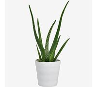 Aloe Vera Houseplant - Indoor Air-Purifying Plant for Home & Office - Easy Care, Low Maintenance