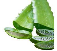 Aloe Vera Leaves Freshly Cut To Order Organic Medicinal Plant 15-25Cm (3 Leaves)