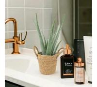 Aloe Vera Plant 12cm Pot for Indoors - Medicinal Houseplant - Basket Seagrass With Handles