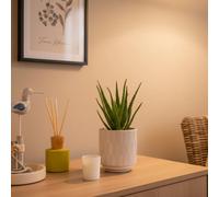 Aloe Vera Plant - Luxurious Indoor Flowering Succulent By Luxe Leaf Plants Uk