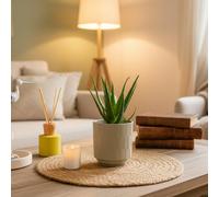 Aloe Vera Plant With Decorative Pot - Luxe Leaf Plants - Perfect Indoor Flowering Gift, Easy Care Uk