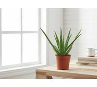 Aloe Vera Pot Size 12 Cm Height 35 Indoor Houseplant