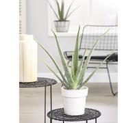 Aloe Vera Soothing Indoor Succulent House Plant In 12cm Pot
