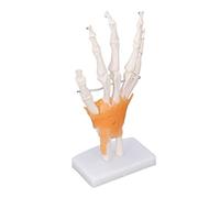 Alomejor Life Size Hand Skeleton Model with Clear Joints for Teaching and Learning Anatomy PVC 1 Unit