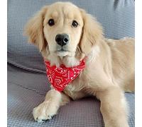 Alomejor Skin Friendly Triangular Pet Bandana Breathable Puppy Collar with Scarf for Dogs Red (M 1.5cm/0.6in)