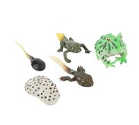 Alomejor Tadpole Growth Cycle, PVC Life Cycle Model Set Educational Biology Toy for Kids and Classroom Teaching