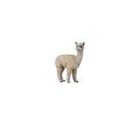 Alpaca