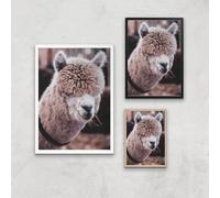 Alpaca Giclee Art Print - A4 - Wooden Frame