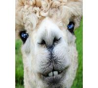 Alpaca Journal Composition Notebook: 8.5 x 11 150 page Blank College Lined Book | Funny Animal Notepad or To Do List for Llama and Alpaca Lover Gifts