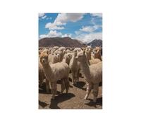 Alpacas，1000 Pieces Jigsaw Puzzles Wooden Jigsaw Suitable for adults and children 12 and up Challenging Game Gifts（75x50cm）-AR38