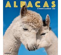 Alpacas 2026 12 X 12 Wall Calendar