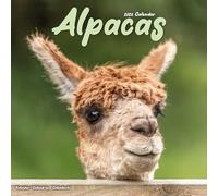 Alpacas 2026 Calendar | Square Wall Calendar | Animal Gift | Plastic Free Packaging | by Avonside Publishing