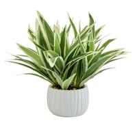 AlphaAcc 10" Fake Spider Plant Ceramic Pot Kitchen Decor