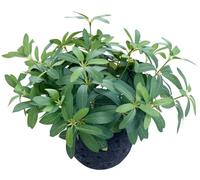 AlphaAcc 9.5" Artificial Plants with Olive Leaves Real Looking Faux Plants Fake Greenery Potted in Black Round Ball Planter for Tabletop Bathroom Kitchen Office Housewarming Gift Home Decor