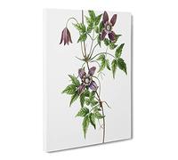 Alpine Clematis Flowers By Pierre Joseph Redoute Canvas Print | Gallery Wrapped 30mm Frame Wall Art | 24x16 inches | Ready to Hang | Retro Floral Picture | Living Room Bedroom Lounge Office