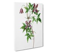 Alpine Clematis Flowers by Pierre-Joseph Redoute Canvas Print | Gallery Wrapped 30mm Frame Wall Art | 30x20 inches | Ready to Hang | Modern Floral Picture | Living Room Bedroom Lounge Office