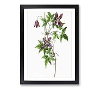 Alpine Clematis Flowers by Pierre-Joseph Redoute Framed Print | A2 Black Framed Wall Art | Ready to Hang | Modern Floral Picture | Living Room Bedroom Lounge Office