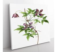 Alpine Clematis Flowers by Pierre Joseph Redoute Vintage Canvas Wall Art Print Ready to Hang, Framed Picture for Living Room Bedroom Home Office Décor, 50x50 cm (20x20 Inch)