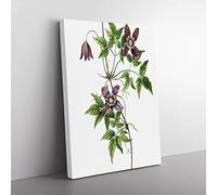 Alpine Clematis Flowers By Pierre Joseph Redoute Vintage Canvas Wall Art Print Ready to Hang, Framed Picture for Living Room Bedroom Home Office Décor, 76x50 cm (30x20 Inch)