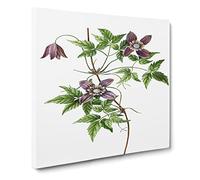 Alpine Clematis Flowers by Pierre Joseph Redoute Vintage Canvas Wall Art Print Ready to Hang, Framed Picture for Living Room Bedroom Home Office Décor, 14x14 Inch (35x35 cm)