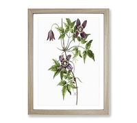 Alpine Clematis Flowers By Pierre Joseph Redoute Vintage Framed Wall Art Print, Ready to Hang Picture for Living Room Bedroom Home Office Décor, Oak A3 (34 x 46 cm)