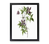 Alpine Clematis Flowers By Pierre Joseph Redoute Vintage Framed Wall Art Print, Ready to Hang Picture for Living Room Bedroom Home Office Décor, Black A3 (34 x 46 cm)