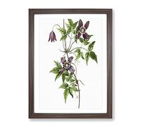 Alpine Clematis Flowers By Pierre Joseph Redoute Vintage Framed Wall Art Print, Ready to Hang Picture for Living Room Bedroom Home Office Décor, Walnut A4 (34 x 25 cm)