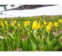 Alpine Cold Makes Plants Do Funny Things