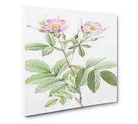Alpine Rose in Pink by Pierre Joseph Redoute Vintage Canvas Wall Art Print Ready to Hang, Framed Picture for Living Room Bedroom Home Office Décor, 20x20 Inch (50x50 cm)