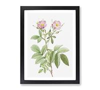 Alpine Rose In Pink By Pierre Joseph Redoute Vintage Framed Print | A4 Black Framed Wall Art | Ready to Hang | Classic Floral Picture | Living Room Bedroom Lounge Office