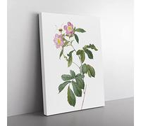 Alpine Roses In Pink By Pierre Joseph Redoute Vintage Canvas Wall Art Print Ready to Hang, Framed Picture for Living Room Bedroom Home Office Décor, 50x35 cm (20x14 Inch)