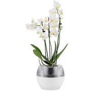 alqua 16CM Self Watering Orchid Plant Pots - White Plastic Flower Pots with Drainage - Indoor & Outdoor Planters for Orchid - Large Garden Pots for Plants - Modern Plastic Plant Containers
