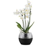 alqua 16CM Self Watering Plant Pots - Black Plastic Flower Pots with Drainage - Indoor & Outdoor Planters for Orchid - Large Garden Pots for Plants - Modern Plastic Plant Containers