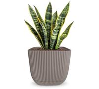 alqua 19CM Square Self Watering Plant Pot - Brown Plastic Flower Pot with Drainage - Large Modern Matte Planter for Indoor & Outdoor Use - Decorative Square Garden Pot - Stylish Plant Container