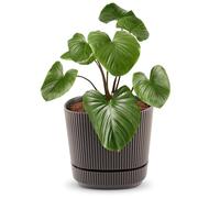 alqua 21CM Square Self Watering Plant Pot - Brown Plastic Flower Pot with Drainage - Large Modern Matte Planter for Indoor & Outdoor Use - Decorative Garden Container - Stylish Plant Pot