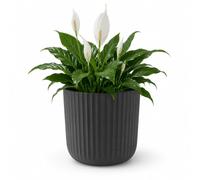 alqua 23cm Plant Pots Indoor with Drainage Holes and Saucer, Large 7.2L Plastic Planter for Houseplants, Modern Ribbed Flower Pot for Monstera, Snake Plant, Indoor Outdoor Garden (Dark Grey)