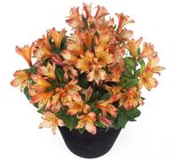 Alstroemeria Bryce Plug Plant Peruvian Lily