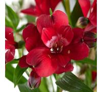 Alstroemeria 'Cardinal' 1 Jumbo Plug Plants - Peruvian Lily Hardy Perennial - Luxurious Deep Red Flowers - Long-Lasting Cut Flowers - Vibrant Summer Border & Indoor Display by Thompson and Morgan